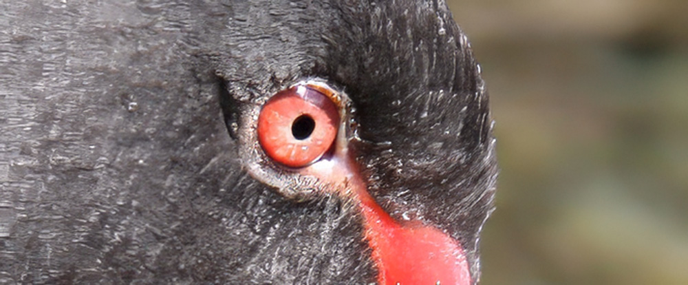 Farbiges%20Vogelauge Farbiges%20Vogelauge